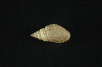 藏品(瘤蜷)的圖片